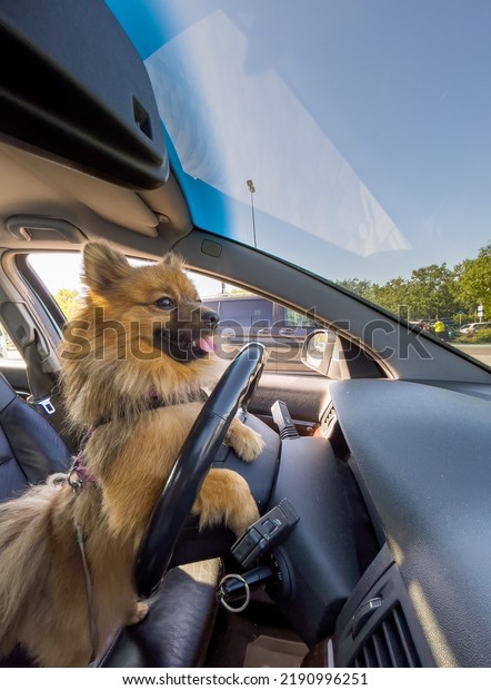Portrait of a funny Spitz dog driving a car. Dog in\
the car.