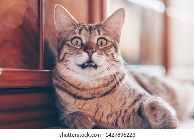 Portrait Of Funny Surprised Cat