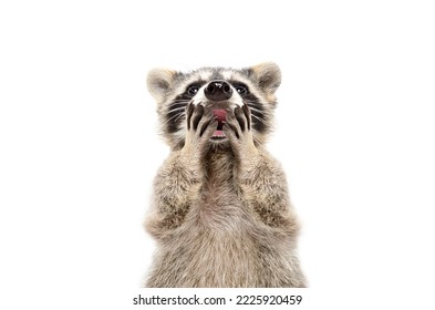 Portrait of funny surprised raccoon isolated on white background - Shutterstock ID 2225920459
