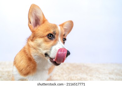 Portrait Of Funny Welsh Corgi Pembroke Or Cardigan Puppy Licking Its Lips After Eating, Impatiently Waiting For Feeding Or Seeing A Delicious Treat, Wide-angle, Front View, Copy Space