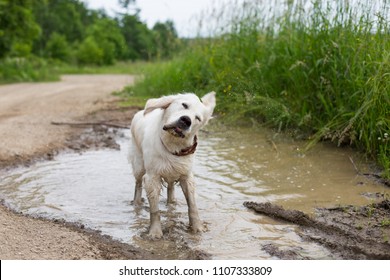 Portrait Of Funny Wet Golden Retriever Dog With Dirty Paws Standing In A Muddy Puddle And Shaking Its Head