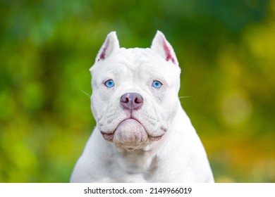 Portrait of a funny white American bully puppy with beautiful bright blue eyes and cropped ears, front view, blurred green background, copy space. Dog poses for advertising banner