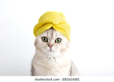 Portrait of a funny white cat in a yellow towel on her head