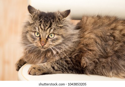 Similar Images, Stock Photos u0026 Vectors of a persian kitty 