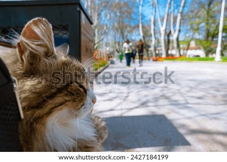 Portrait of a furry stray cat sitting on a bench in Gulhane Park in Istanbul. Stray cats of Istanbul concept photo.
