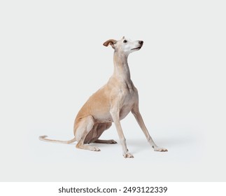 Portrait of a Galgo, Spanish Greyhound dog breed, isolated on white background - Powered by Shutterstock