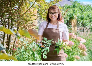 Portrait Of Gardener Woman In Apron Gloves Caring For Rose Bush In Garden.