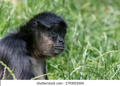 Portrait Of Geoffroy Spider Monkey (Ateles Geoffroyi) Black Handed Spider Monkey