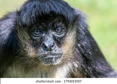 Portrait Of Geoffroy Spider Monkey (Ateles Geoffroyi) Black Handed Spider Monkey