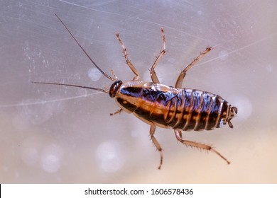 Portrait of a German cockroach (Blattella germanica)