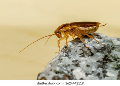 Portrait of a German cockroach (Blattella germanica)