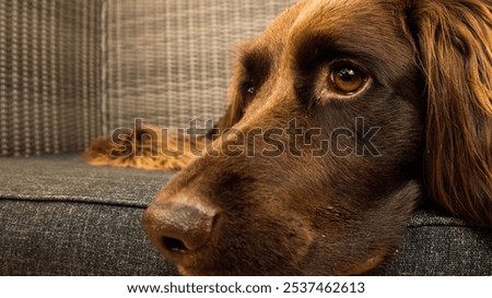 A portrait of a German Longhaired Pointer looking aside