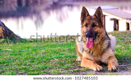 Portrait of German Shepher by the river