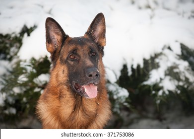 Portrait of a german shepherd