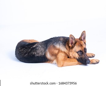 German Shepherd One Ear Down Images Stock Photos Vectors Shutterstock