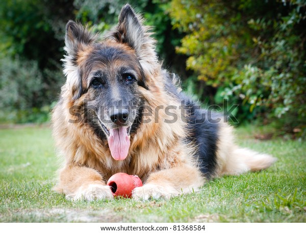 Portrait German Shepherd Alsatian Dog Toy Stock Photo (Edit Now) 81368584