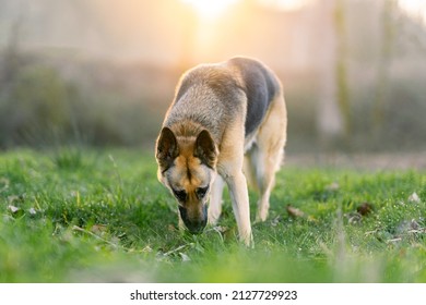 Portrait of German Shepherd dog sniffing on the ground with sunrise in the background - Powered by Shutterstock