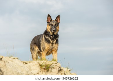 Portrait German Shepherd On Cliff Looking Stock Photo 545926171 ...
