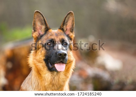
Portrait of a German shepherd in a park. Purebred dog.