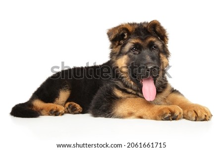 Portrait of a German Shepherd puppy on a white background