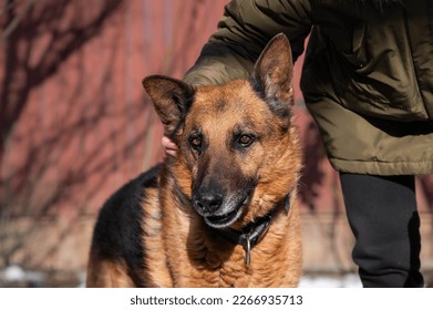 Portrait of a German shepherd. Purebred dog. - Powered by Shutterstock