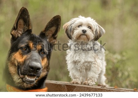 Portrait of a german shepherd and a white small crossbreed dog in front of green nature bokeh background