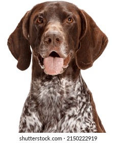 Portrait of a German Shorthaired Pointer dog isolated on a white background - Shutterstock ID 2150222919