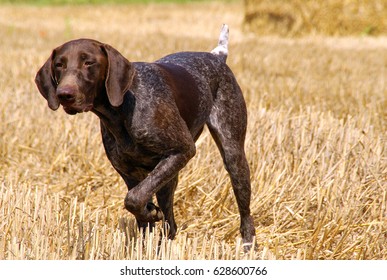 5,901 German shorthair pointer Images, Stock Photos & Vectors ...