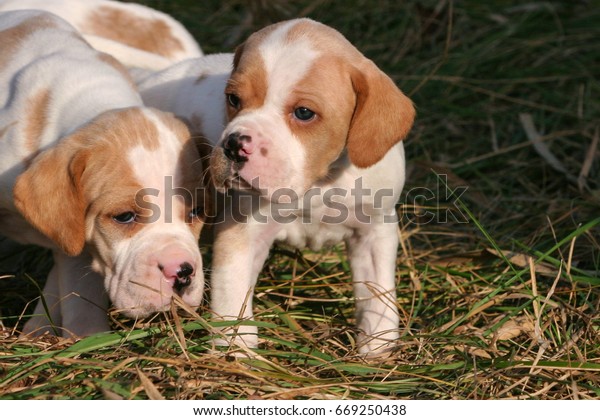 Portrait German Shorthaired Pointer Dog Puppies Stock Photo Edit