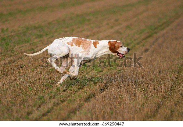 Portrait German Shorthaired Pointer Dog Outdoors Stock Photo Edit