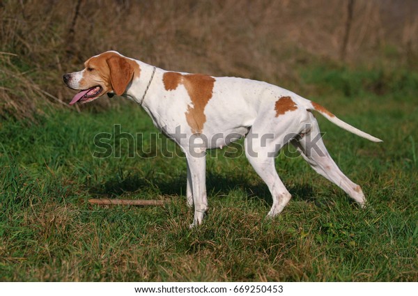 Portrait German Shorthaired Pointer Dog Outdoors Royalty Free