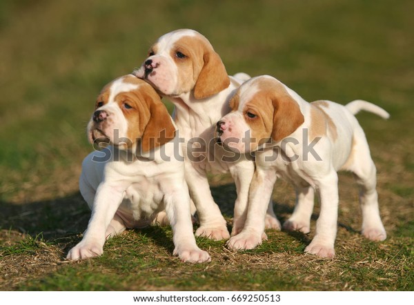 Portrait German Shorthaired Pointer Dog Puppies Stock Photo Edit