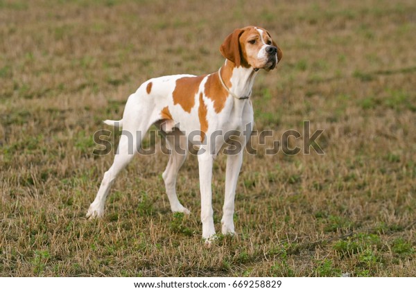 Portrait German Shorthaired Pointer Dog Outdoors Stock Photo Edit