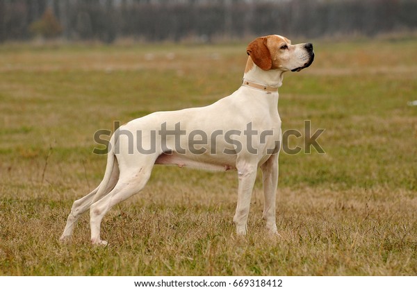 Portrait German Shorthaired Pointer Dog Outdoors Stock Photo Edit