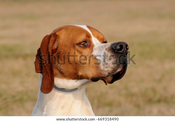 Portrait German Shorthaired Pointer Dog Outdoors Stock Photo Edit