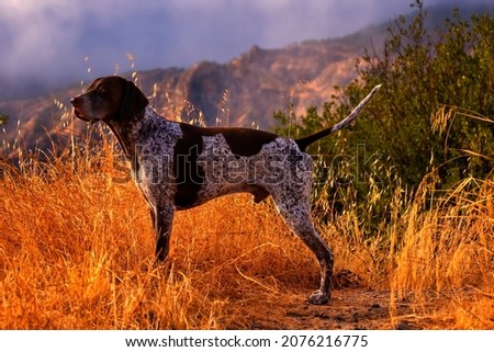 Portrait German Shorthaired Pointer in yellow grass