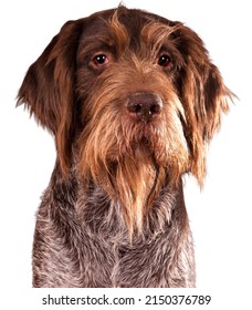 Portrait Of A German Wirehaired Pointer Dog Isolated On A White Background