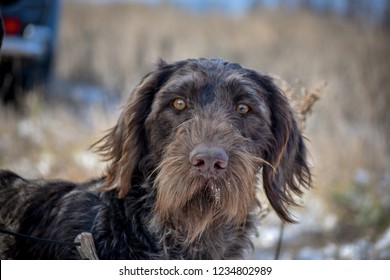 Portrait of a German wirehaired pointer. Front view.