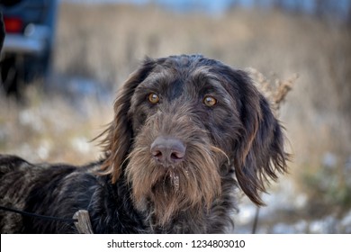 Portrait of a German wirehaired pointer. Front view.