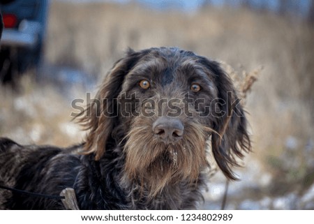 Portrait of a German wirehaired pointer. Front view.