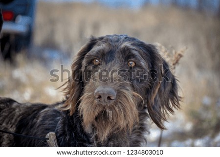 Portrait of a German wirehaired pointer. Front view.