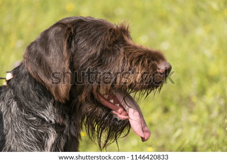 Portrait of a German wirehaired pointer. Right side view.