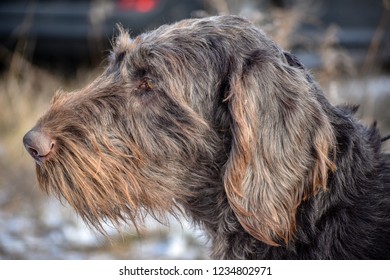 Portrait of a German wirehaired pointer. Side view.
