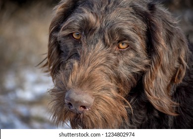 Portrait of a German wirehaired pointer. Side view.