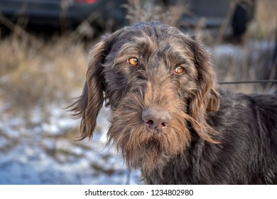 Portrait of a German wirehaired pointer. Side view.