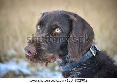 Portrait of a German wirehaired pointer. Side view.