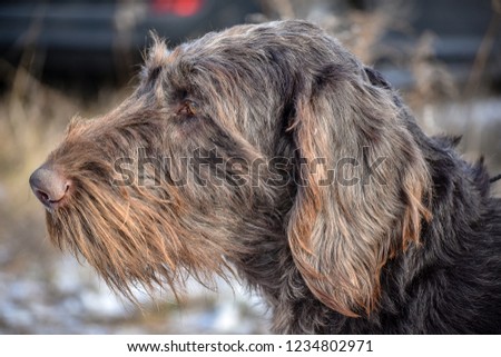 Portrait of a German wirehaired pointer. Side view.