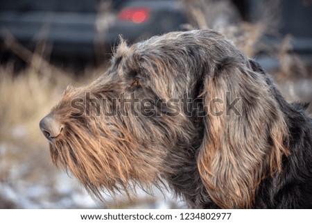 Portrait of a German wirehaired pointer. Side view.