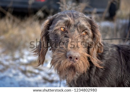 Portrait of a German wirehaired pointer. Side view.