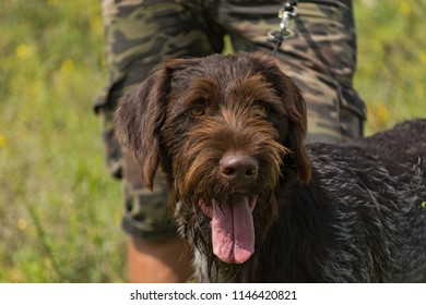 Portrait of a German wirehaired pointer sitting next to his owner.